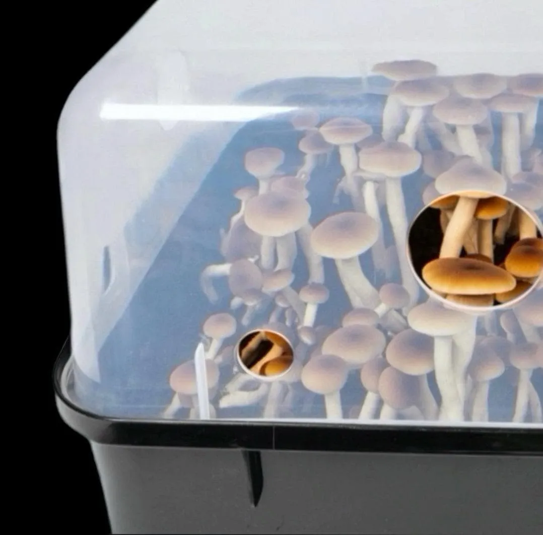 Automated 'Boomr Bin'   Wood-Loving Substrates Monotub Kit