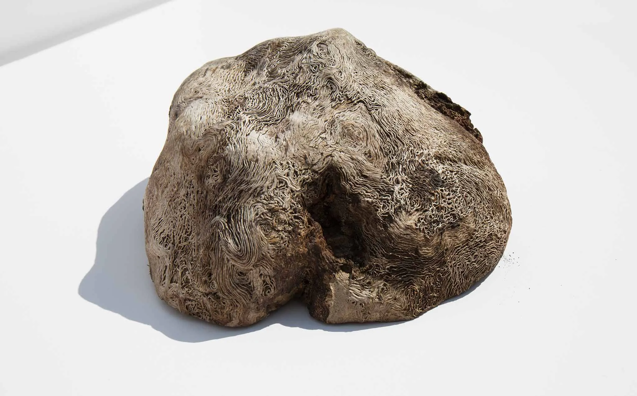Burl Wood Specimen