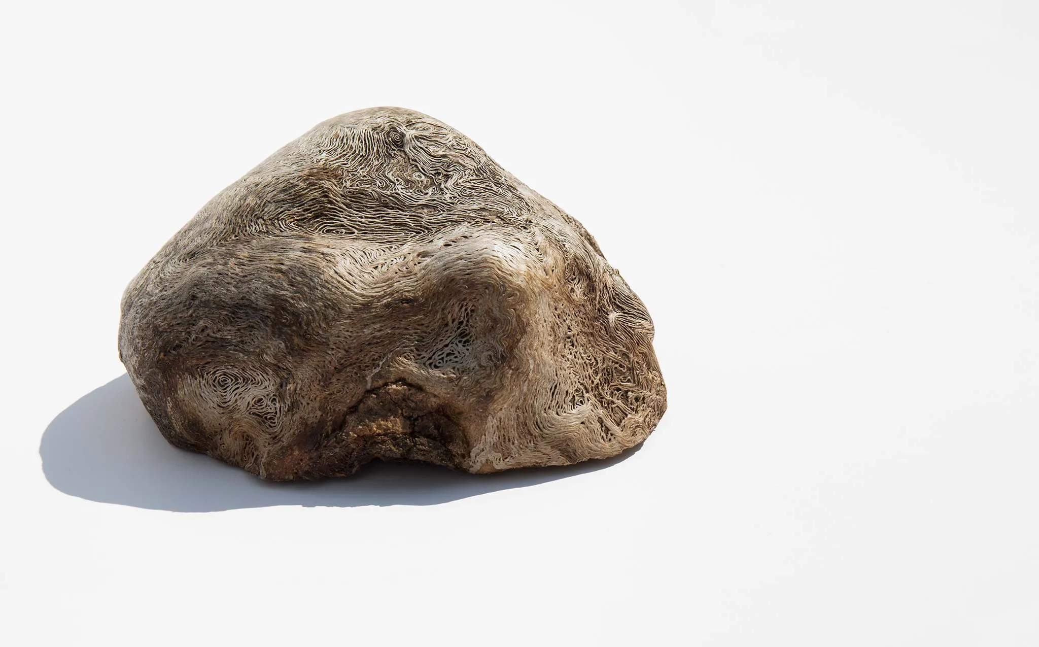 Burl Wood Specimen