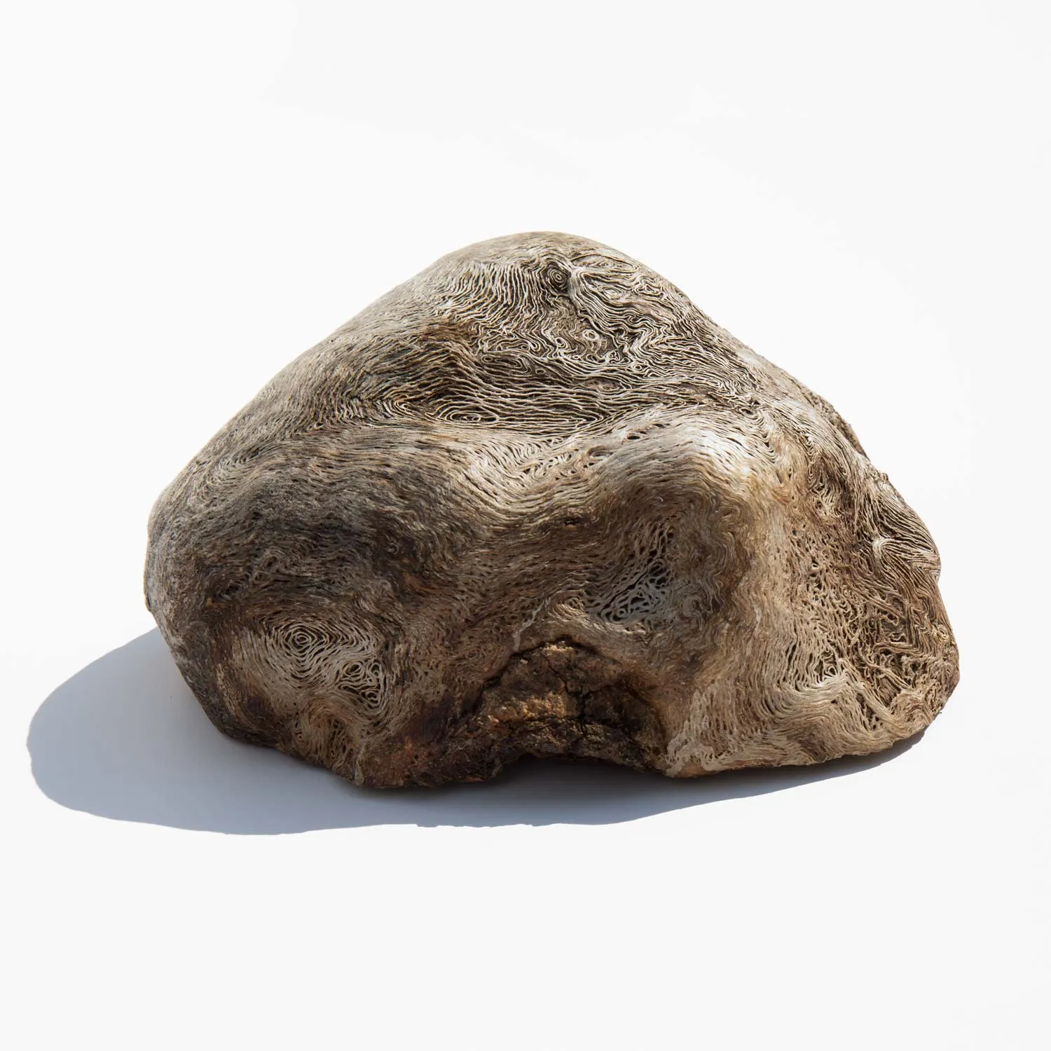 Burl Wood Specimen