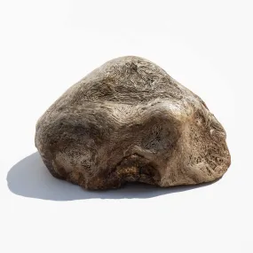 Burl Wood Specimen