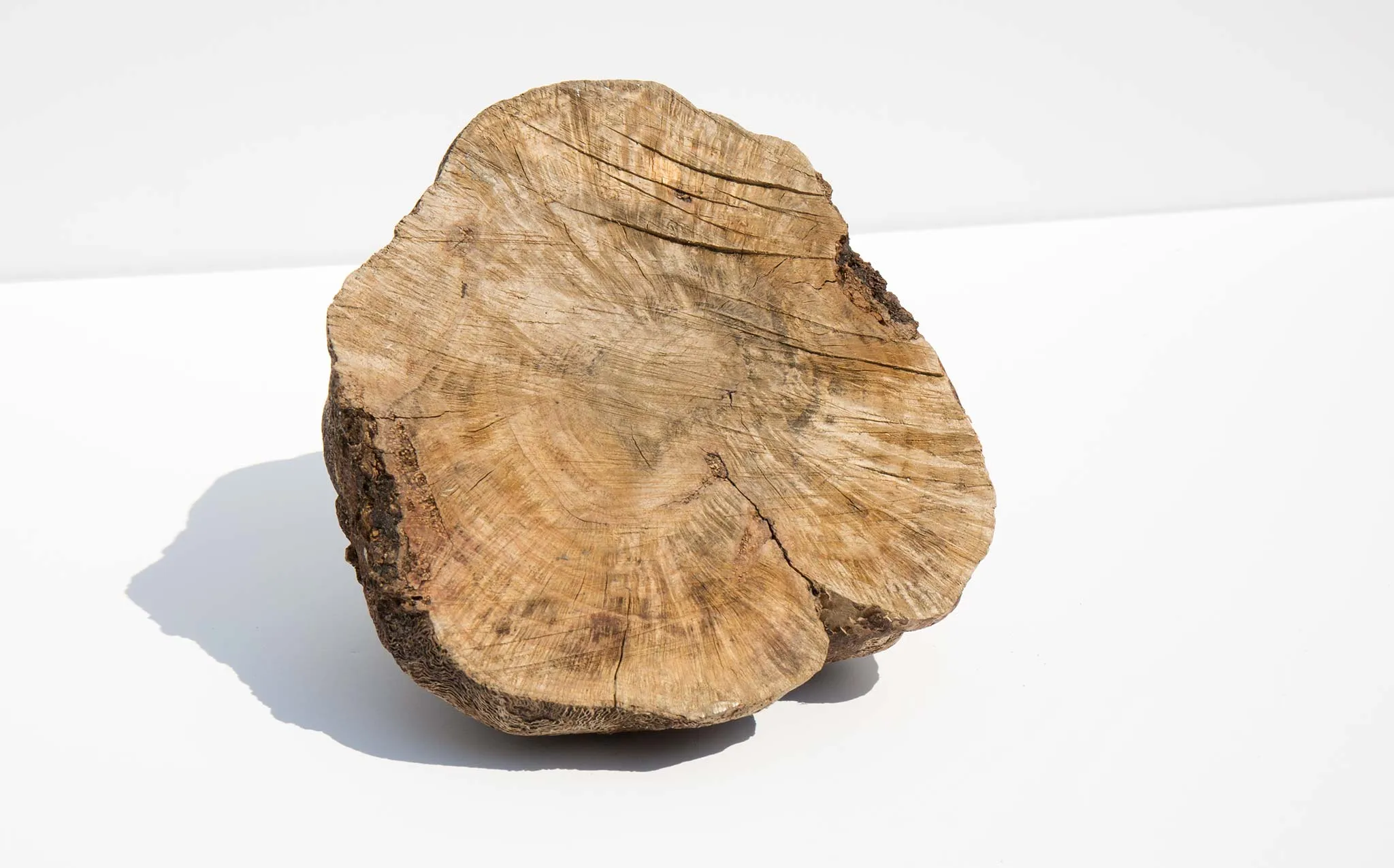 Burl Wood Specimen