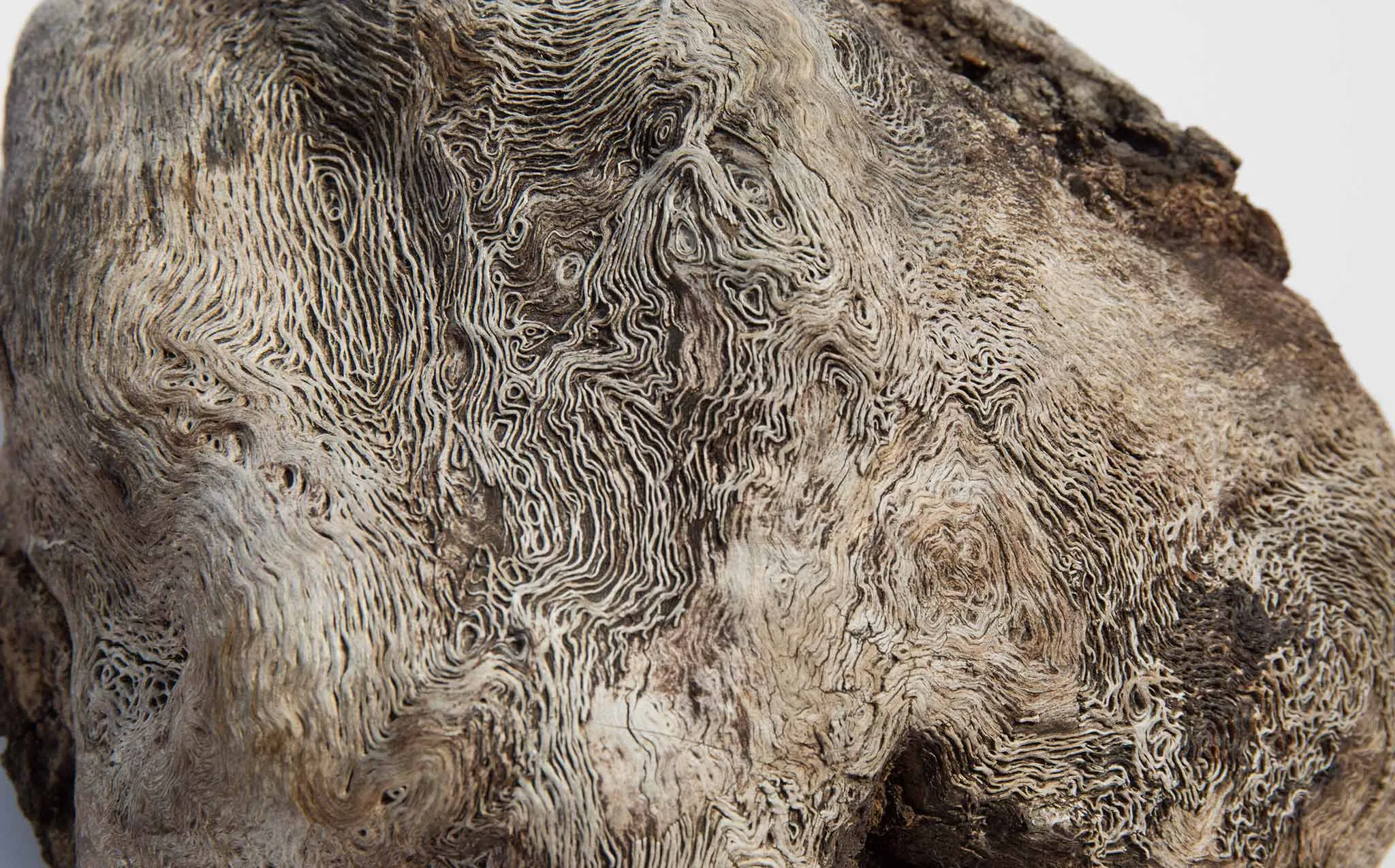 Burl Wood Specimen