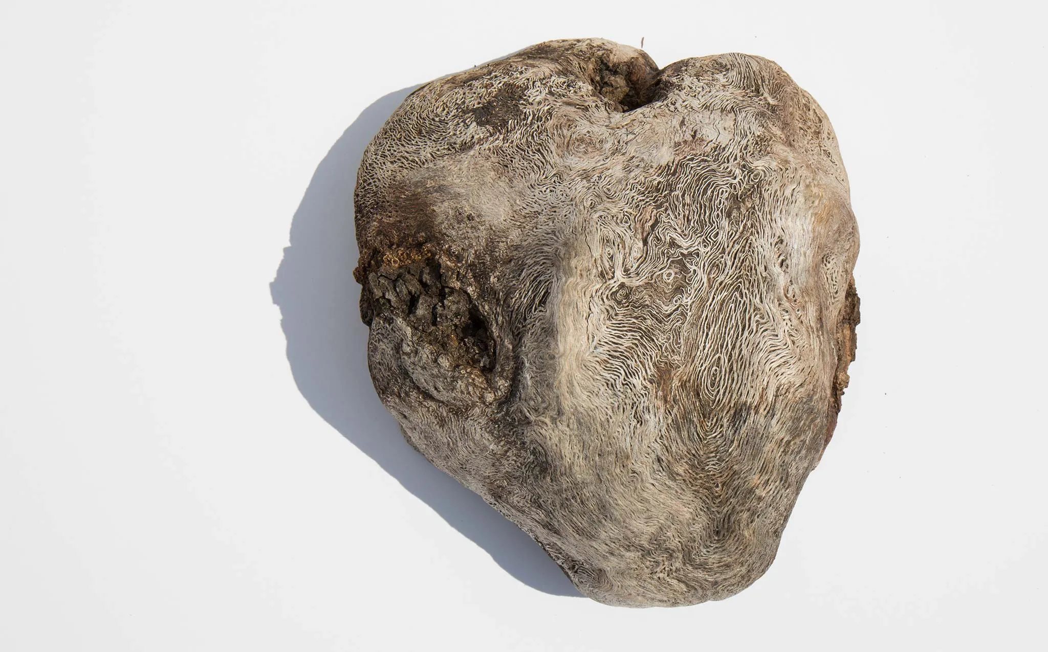 Burl Wood Specimen